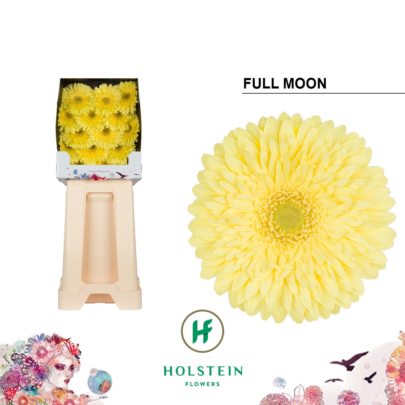 Gerbera Full Moon (15 Stems)