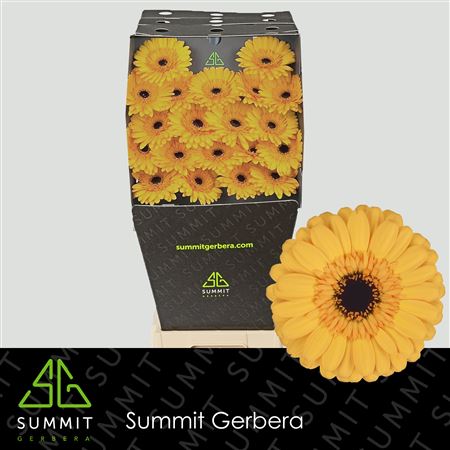 FeedSync:wholesale:9ec8a2d4f97727ec808c228c0d3d0dd97858d76f