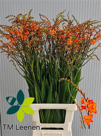 Crocosmia - Crocosmia - Peach Melba