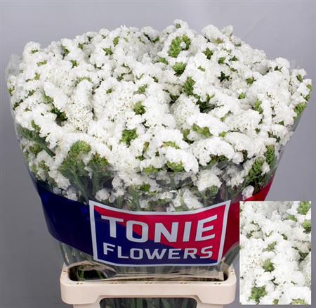 White Statice ‘Starlight Wings’ Cut Flowers – 80cm Stems