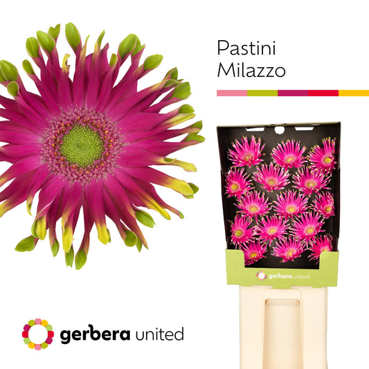 Gerbera Pasta Milazzo