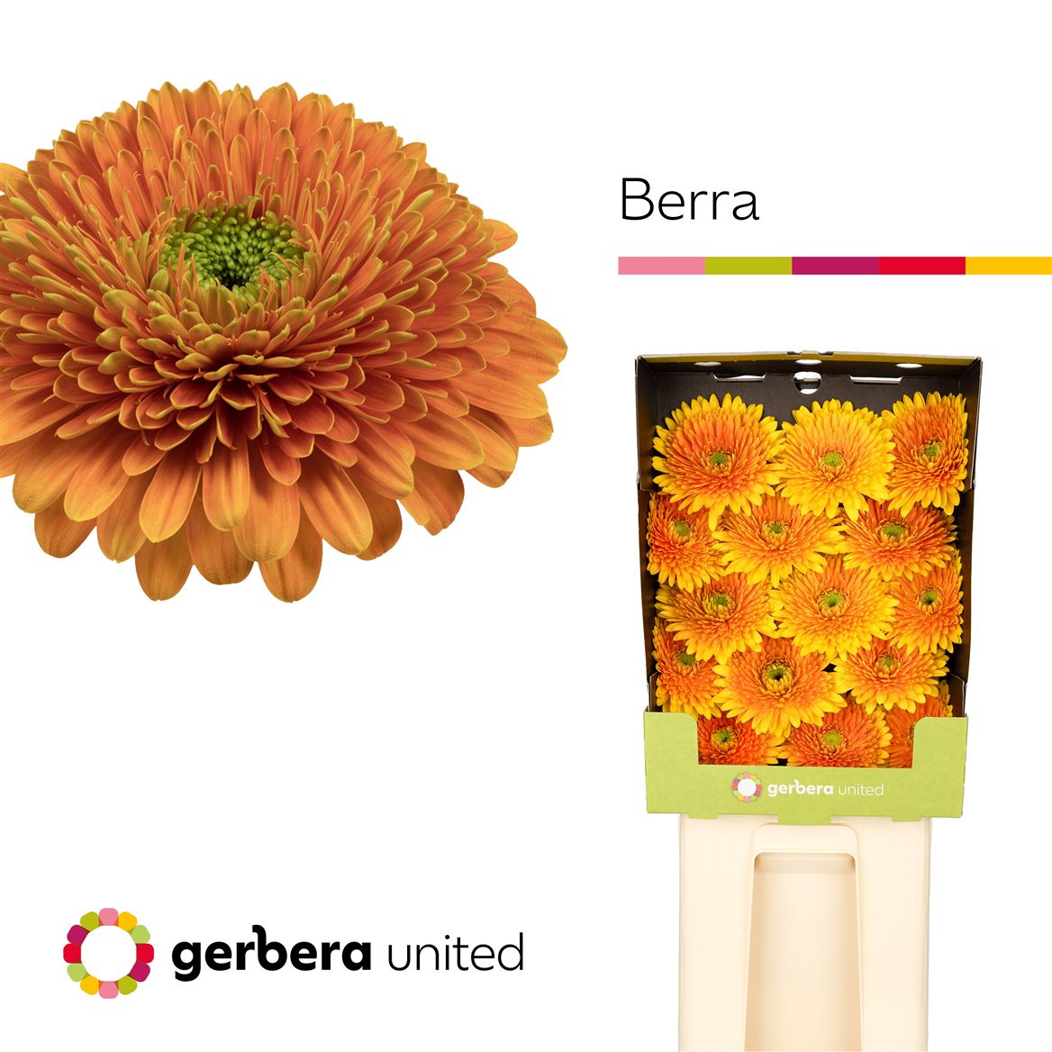Gerbera - Berra
