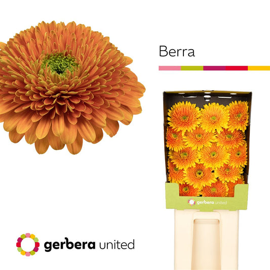 Gerbera - Berra