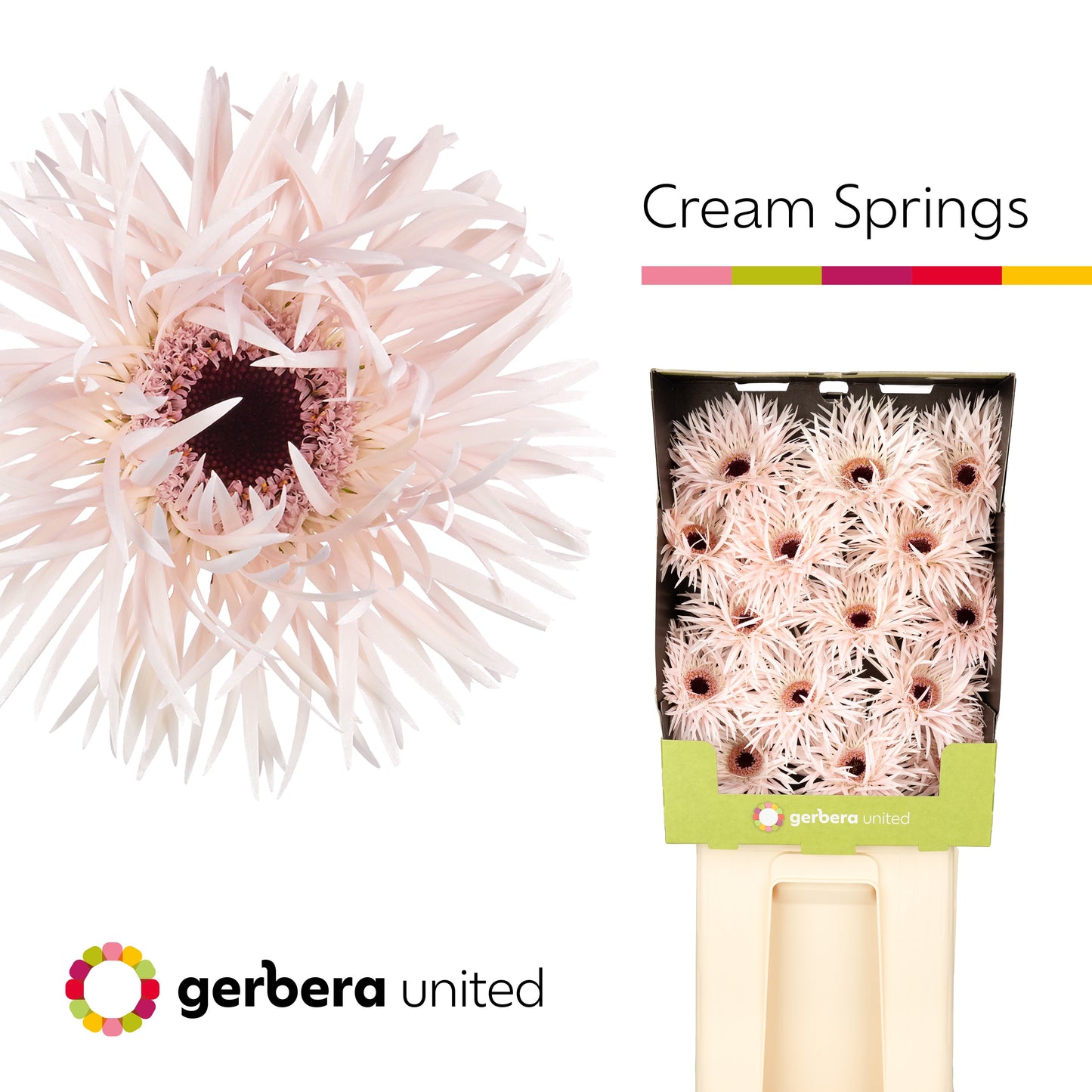 Gerbera Spider Cream Springs