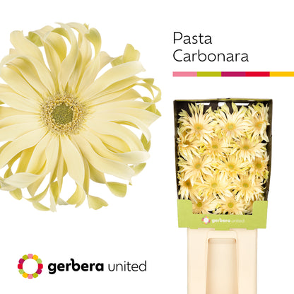 Gerbera Pasta Carbonara