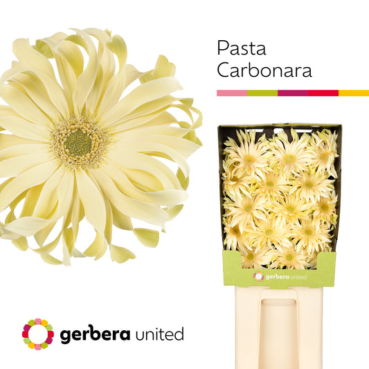 Gerbera Pasta Carbonara