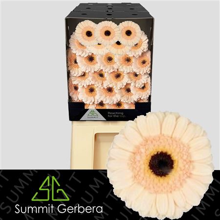 FeedSync:wholesale:746cacf38588d764a43942c24f3b0ae227a7441b