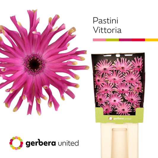 Gerbera Pasta Vittoria