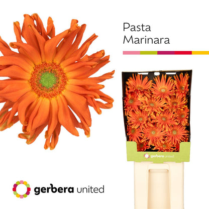Gerbera - Pasta Marinara