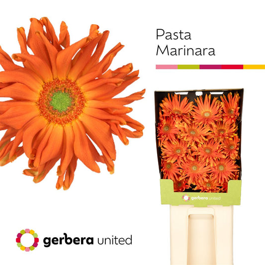 Gerbera - Pasta Marinara
