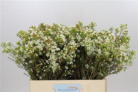 Waxflower - Chamelaucium - Dawn Pearl