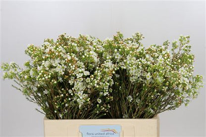 Waxflower - Chamelaucium - Dawn Pearl