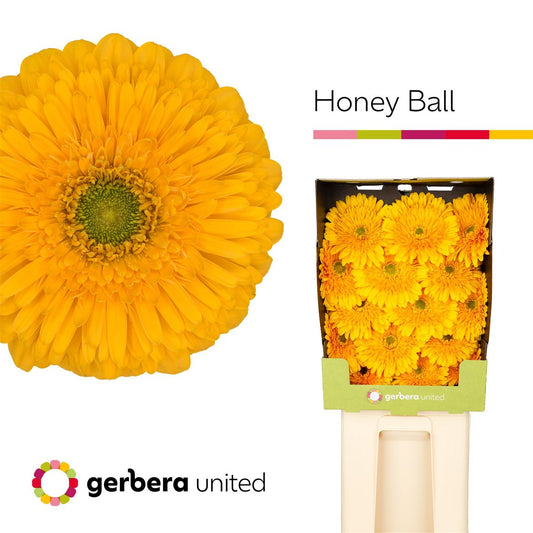 Gerbera - Gerbera - Honey Ball