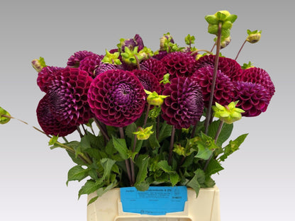 Dahlia - Dahlia - Ivannetti