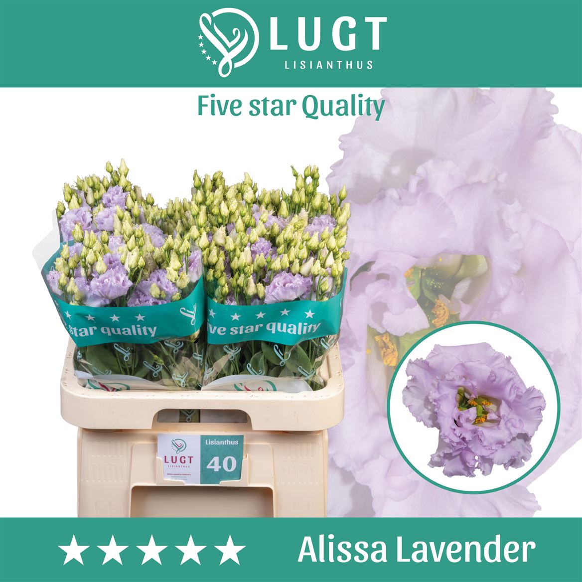 Eustoma - Eustoma russellianum - Alissa Lavender