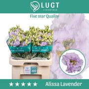 Eustoma - Eustoma russellianum - Alissa Lavender