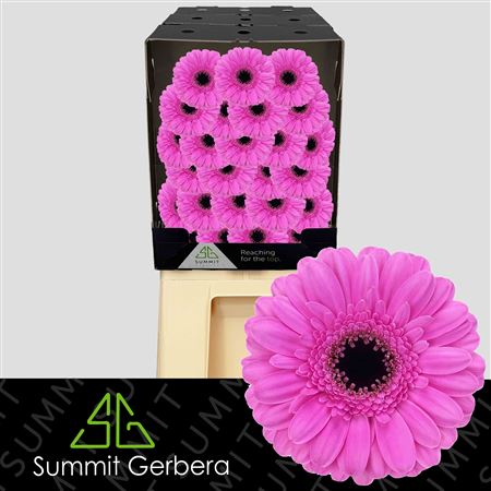 FeedSync:wholesale:7af6d4112b6b983b9ebefdaa546e5bcf3c39617a