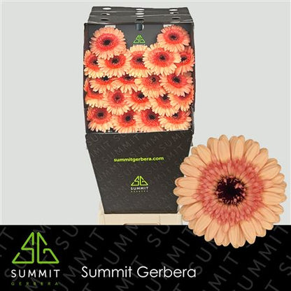 FeedSync:wholesale:be5e7f6777893bce275f72665c21ae81febc3bef