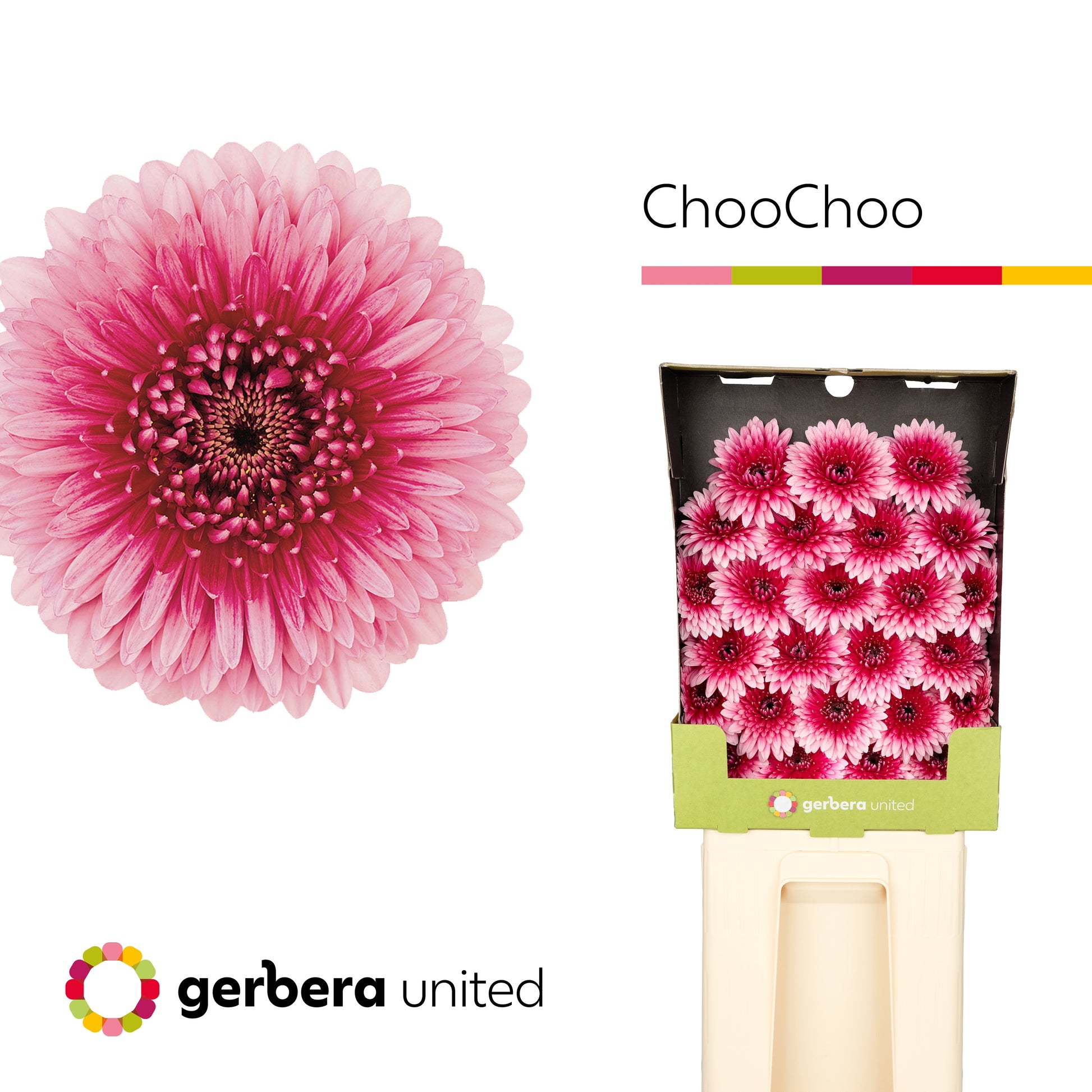 Germini - Gerbera - ChooChoo