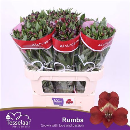 Red Alstroemeria 'Rumba' Cut Flowers – 75cm Stems