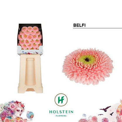 Pink Germini ‘Belfi’ – 50cm Stems
