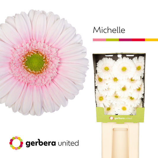 Gerbera Michelle