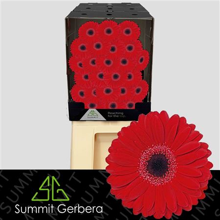 FeedSync:wholesale:6783a72aa90b1120abc7543ae78e7785040e760e