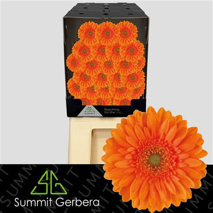 Orange Germini Cuby Cut Flowers – 45cm Stems