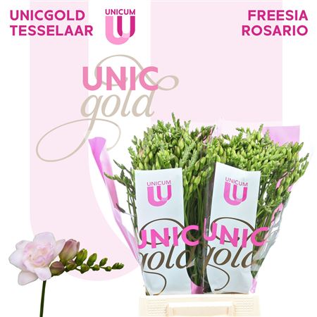 Double Freesia - Freesia - Rosario