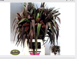 FeedSync:wholesale:9821389defed4a8a8e4da532cfdefb0bb4877950