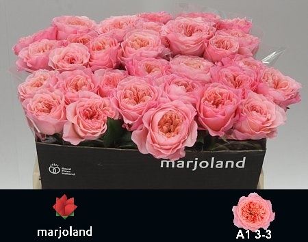 Rose Mayfield (20 Stems)