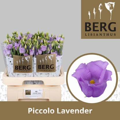 Eustoma Piccolo Lavender (10 Stems)