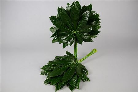 FeedSync:wholesale:b5fe23273a332121ce602eeaa8e0cf27416e90bf