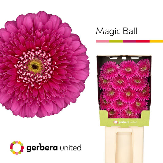 Gerbera - Gerbera - Magic Ball