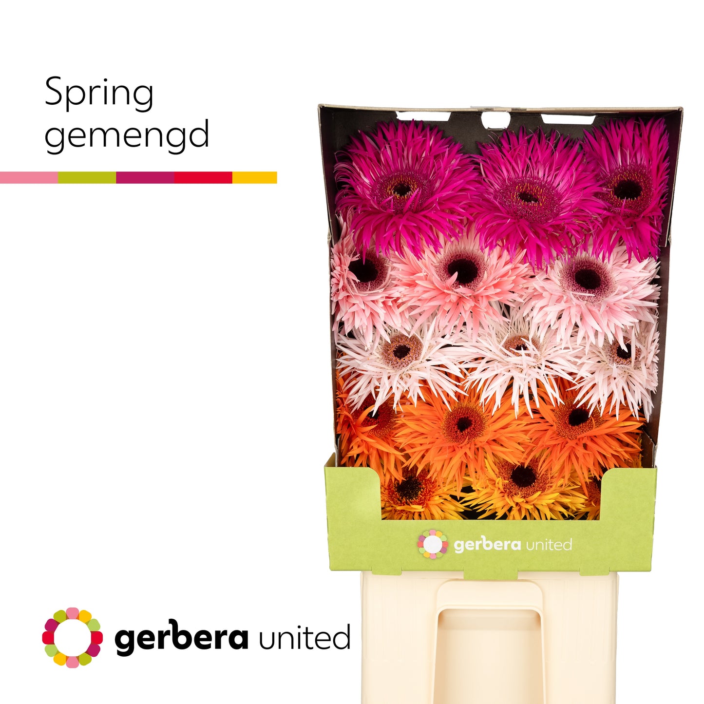 Spider Gerbera - Gerbera - Gemengd op rij