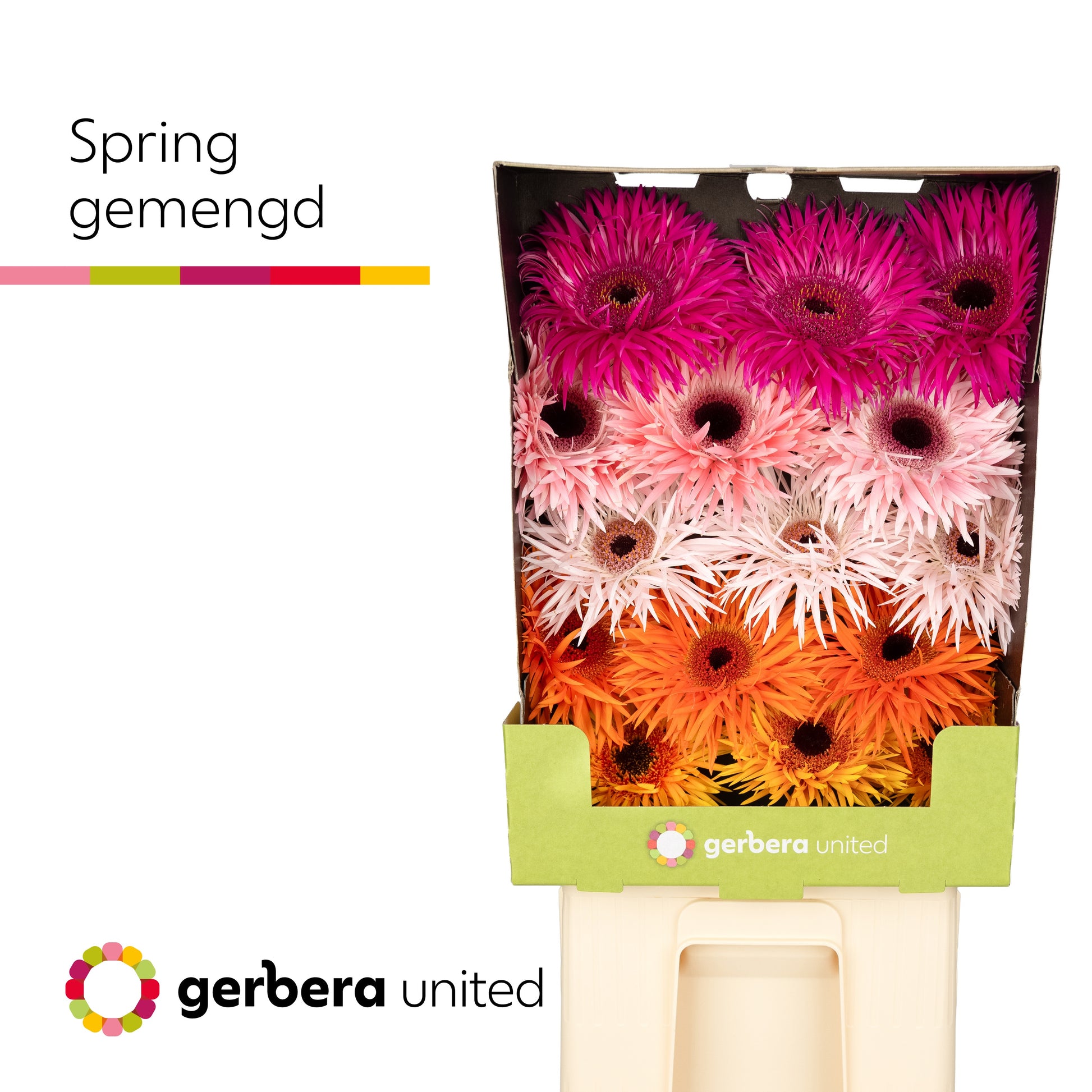 Spider Gerbera - Gerbera - Gemengd op rij