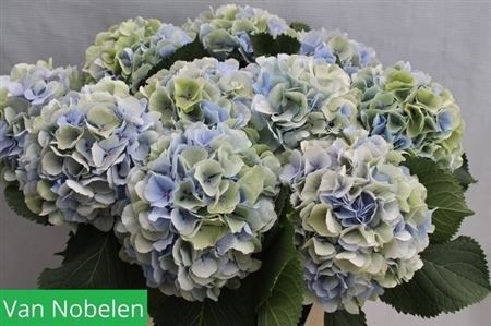 Hydrangea Verena Blue (20 Stems)