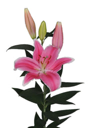 Lily Oriental Light Pink Wholesalers Choice