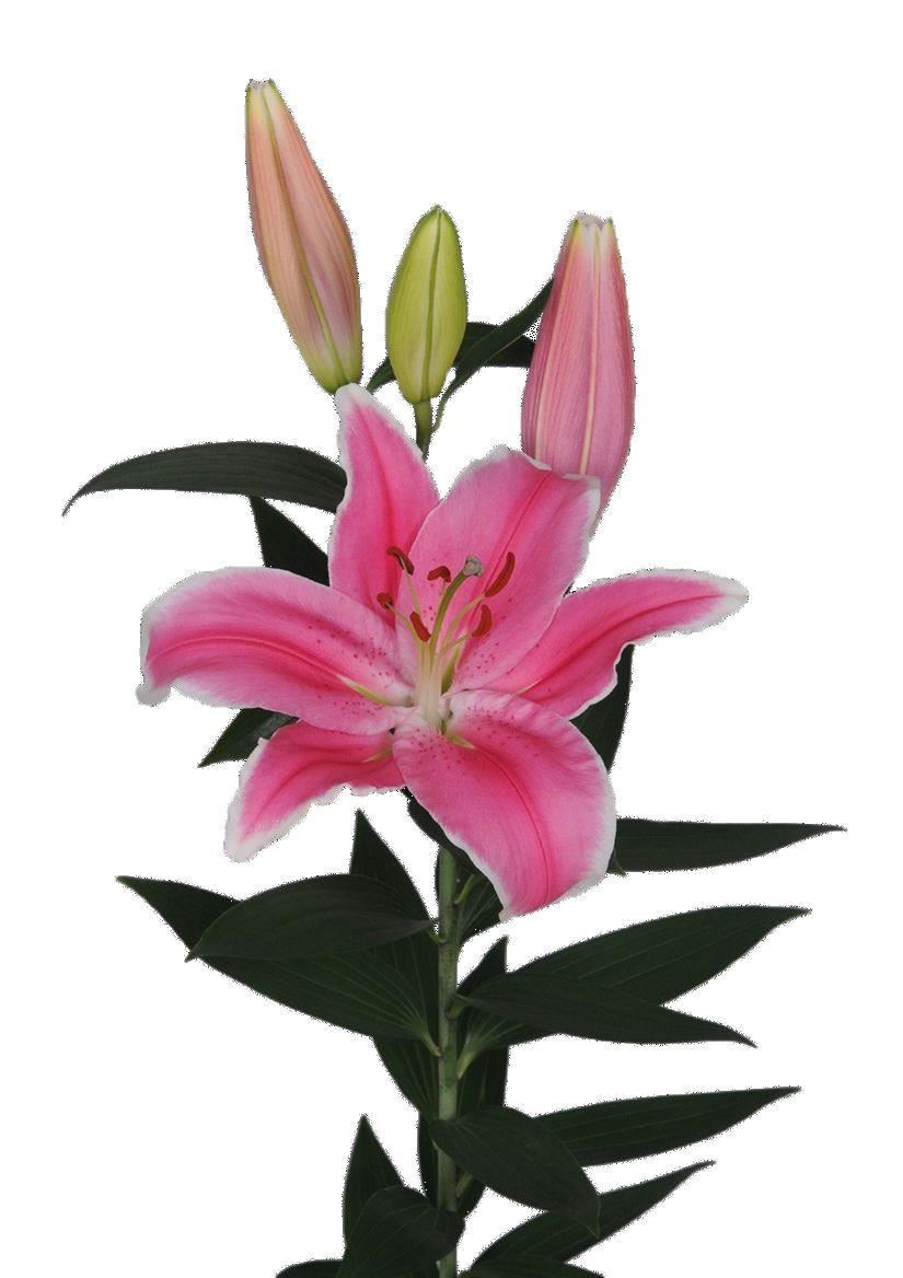 Lily Oriental Light Pink Wholesalers Choice