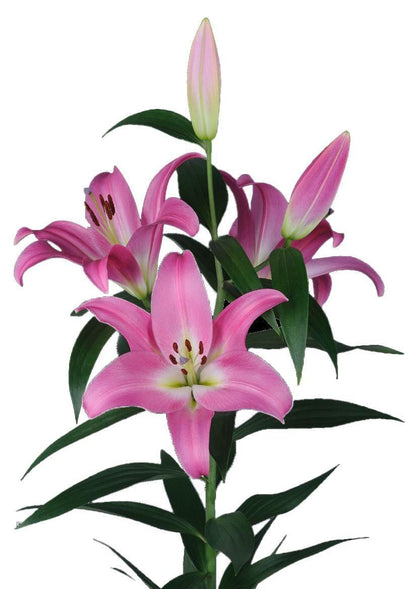 Lily Oriental Dark Pink Wholesalers Choice