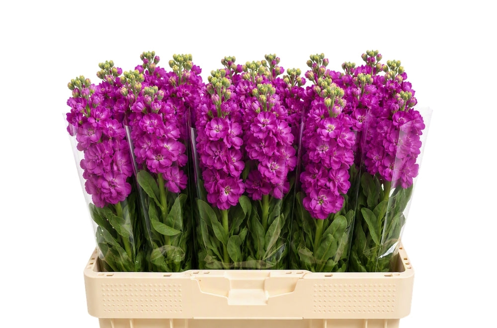 FeedSync:wholesale:74c09299aa250a548b907ab94c12c379c50fce9b