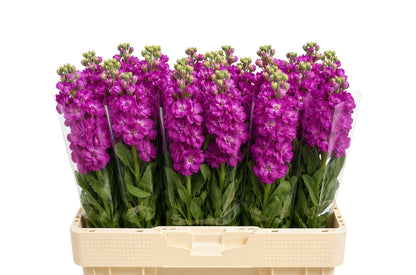 FeedSync:wholesale:74c09299aa250a548b907ab94c12c379c50fce9b