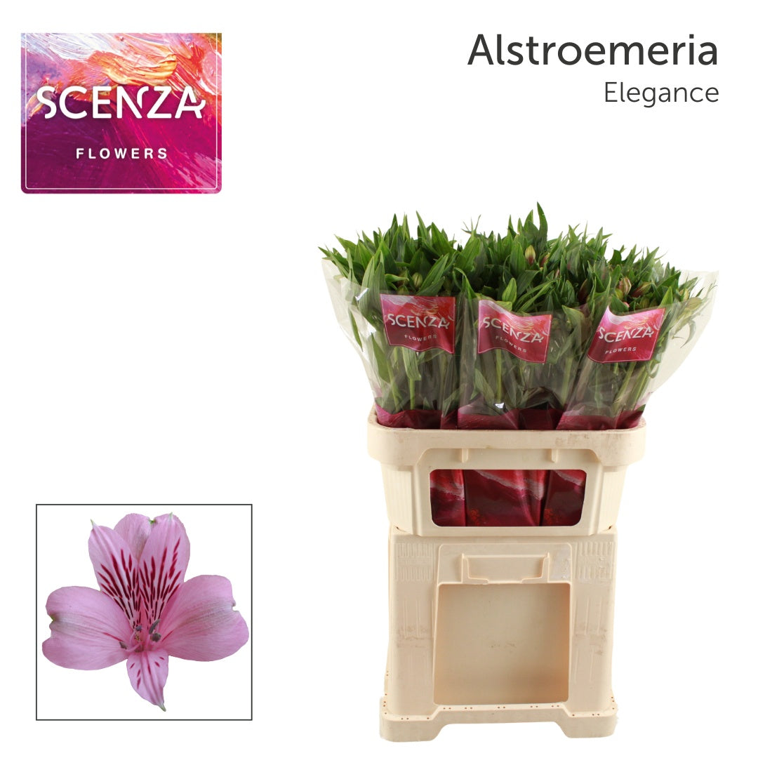 Pink Alstroemeria ‘Teselega’ – 10 Stems