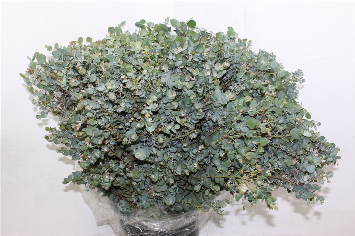 FeedSync:wholesale:b897f6e859bfb43dc7ee63c20c551683915f8c1f