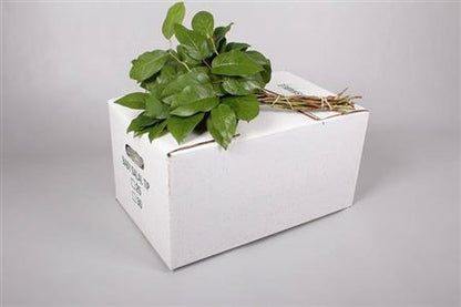 FeedSync:wholesale:e0d8c9420589aa5b89a07993ca7a603506d7b673