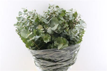 GR Eucalypthus Cinerea (5 Bunches)