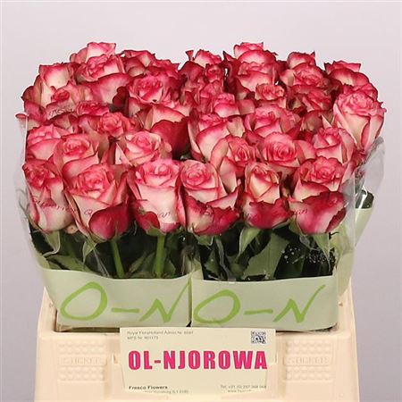 Rose Paloma