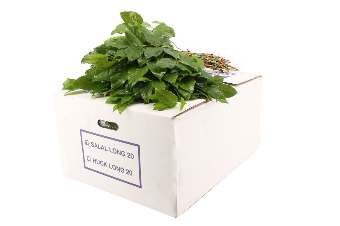 FeedSync:wholesale:988d8e211e0faa3094362305a518ccf4e664efe7