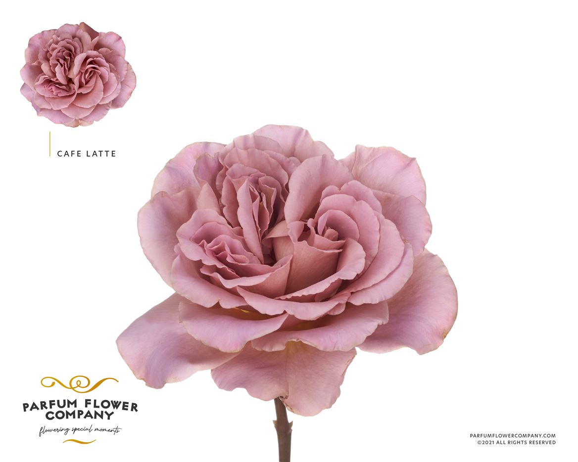 Rose Cafe Latte (20 Stems)