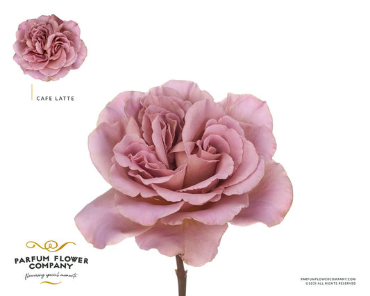 Rose Cafe Latte (20 Stems)